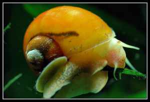 Caracol manzana - ©  Frank Schneider